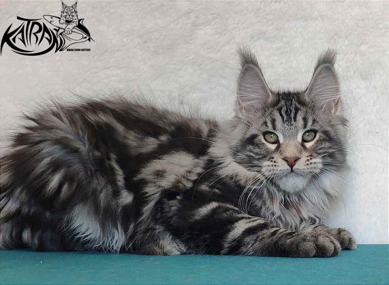 Katran Tornado - Kitten maine-coon 4 months
