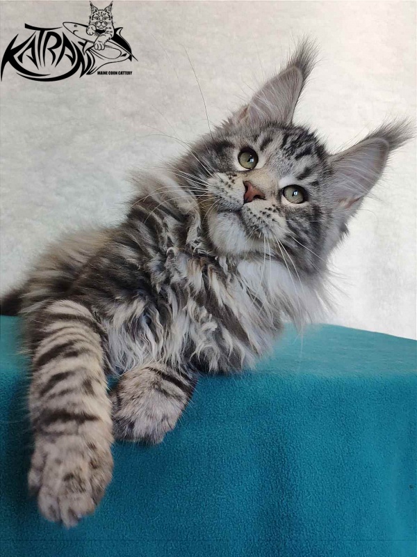 Katran Tornado - Kitten maine-coon 4 months