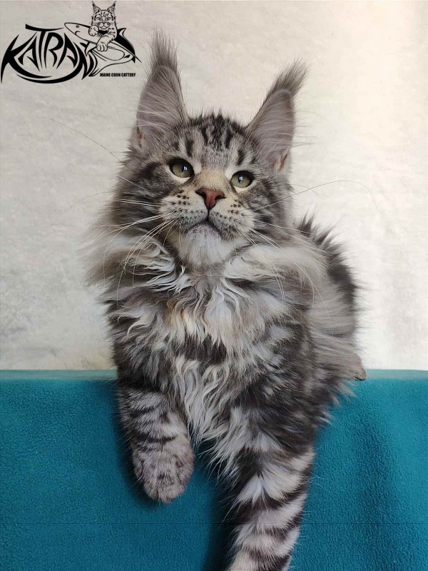 Katran Tornado - Kitten maine-coon 4 months