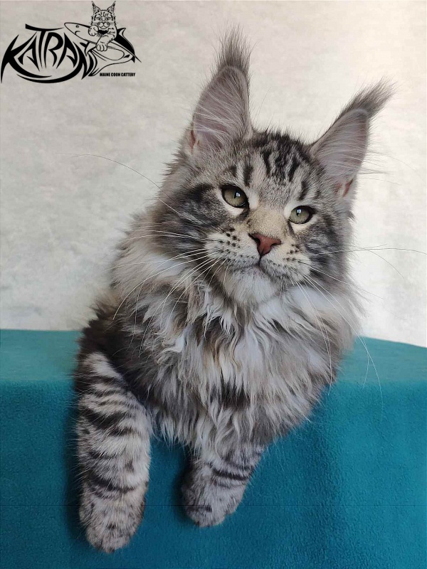 Katran Tornado - Kitten maine-coon 4 months
