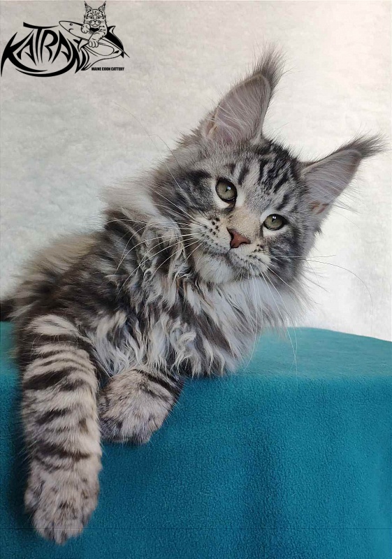 Katran Tornado - Kitten maine-coon 4 months