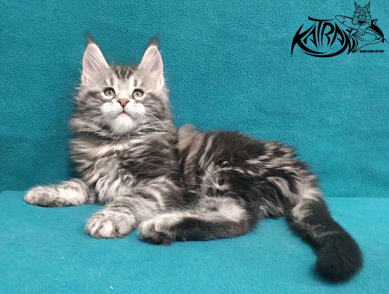 Katran Tornado - Kitten maine-coon 2 months