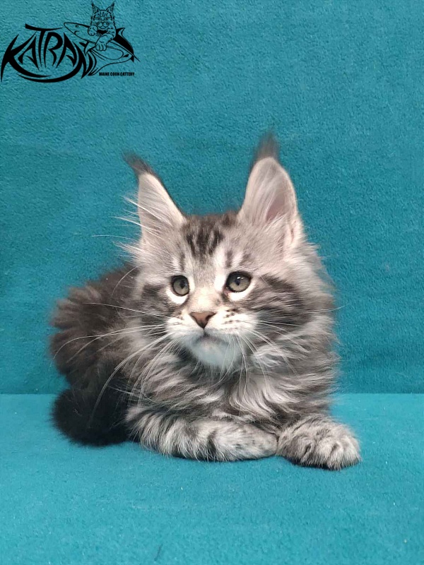 Katran Tornado - Kitten maine-coon 2 months