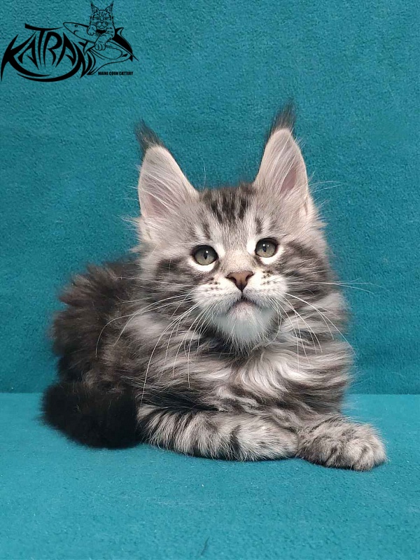 Katran Tornado - Kitten maine-coon 2 months