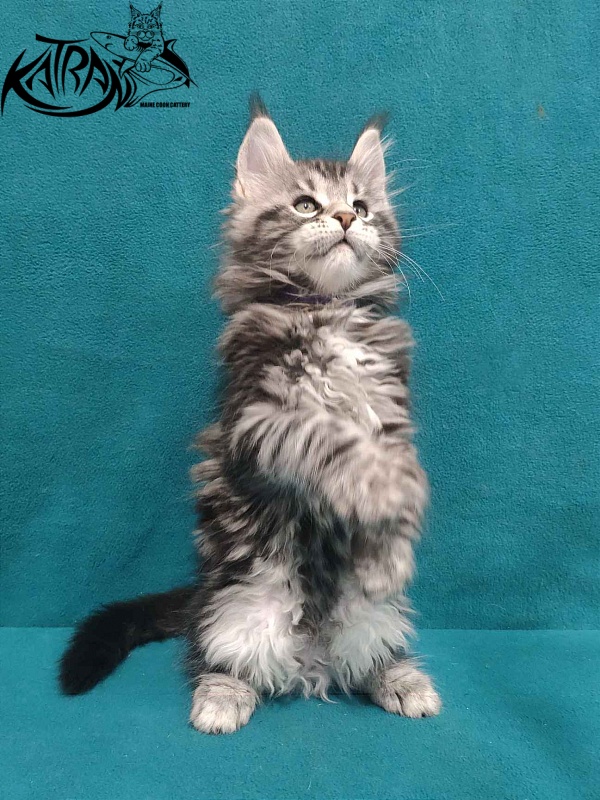 Katran Tornado - Kitten maine-coon 2 months