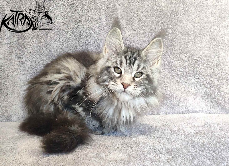 Katran Tornado - Kitten maine-coon 3 months