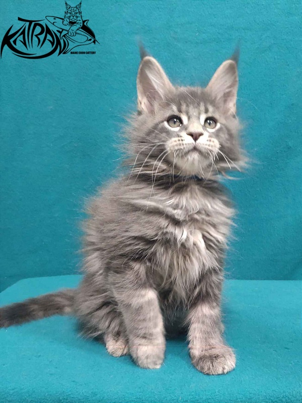 Katran Taison - Kitten maine-coon 2 months