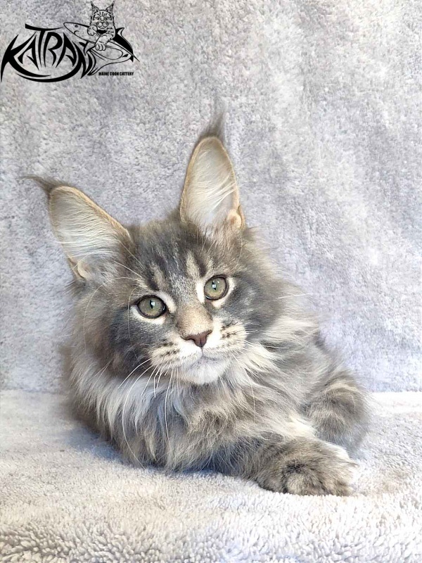 Katran Taison - Kitten maine-coon 3 months