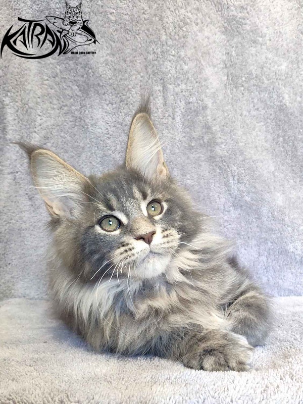 Katran Taison - Kitten maine-coon 3 months