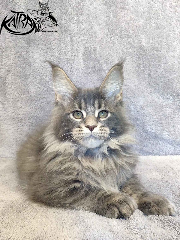 Katran Taison - Kitten maine-coon 3 months