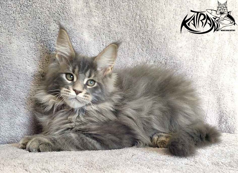 Katran Taison - Kitten maine-coon 3 months