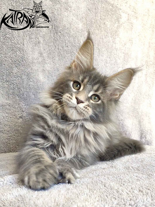 Katran Taison - Kitten maine-coon 3 months