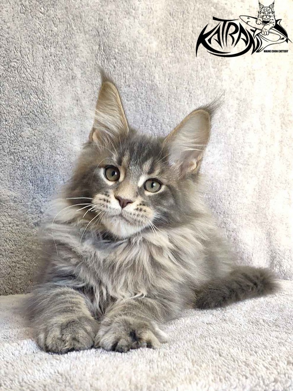 Katran Taison - Kitten maine-coon 3 months