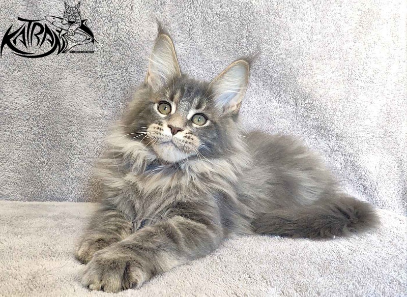Katran Taison - Kitten maine-coon 3 months