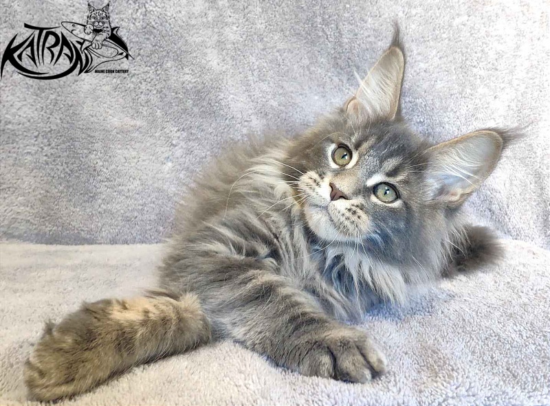 Katran Taison - Kitten maine-coon 3 months