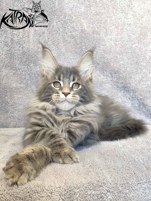 Katran Taison - Kitten maine-coon 3 months