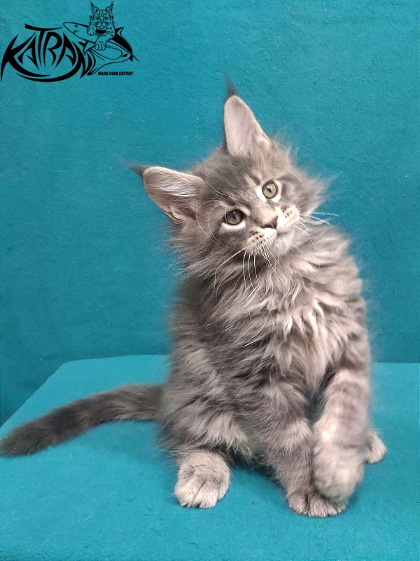 Katran Taison - Kitten maine-coon 2 months
