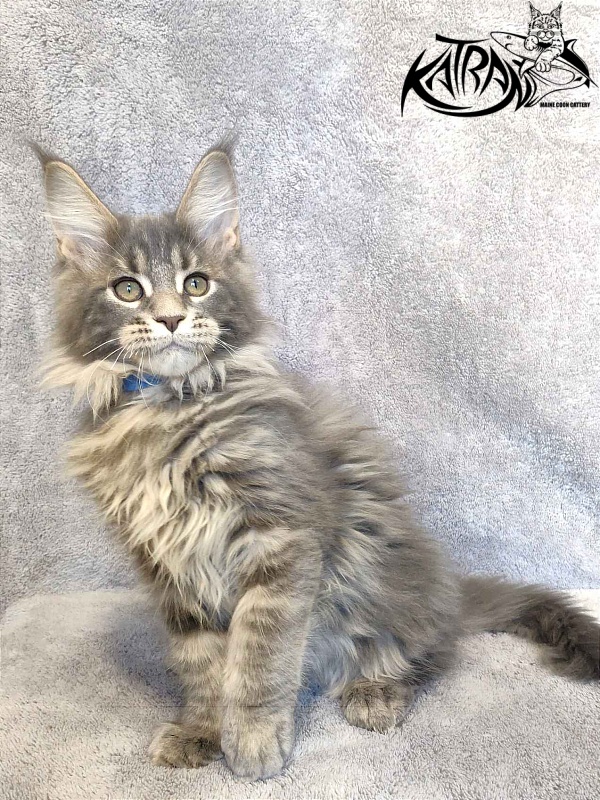 Katran Taison - Kitten maine-coon 3 months