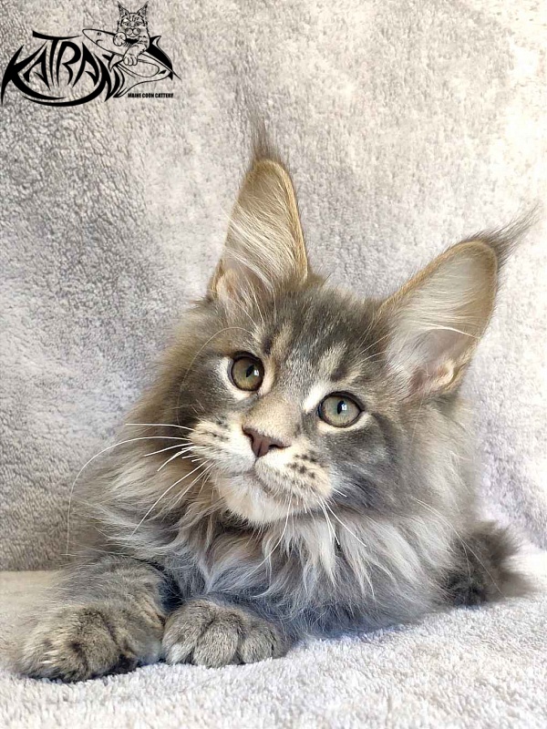 Katran Taison - Kitten maine-coon 3 months