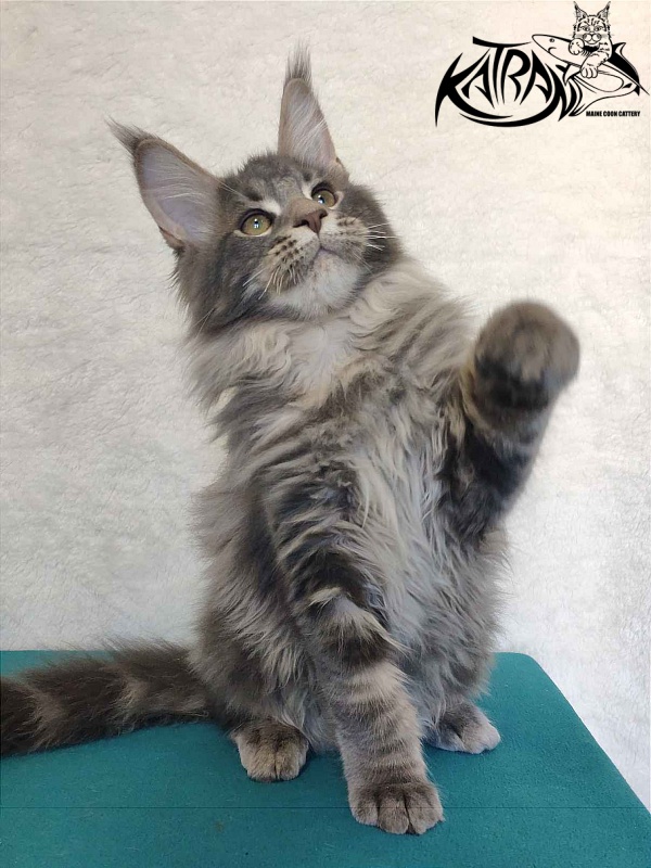 Katran Taison - Kitten maine-coon 4 months