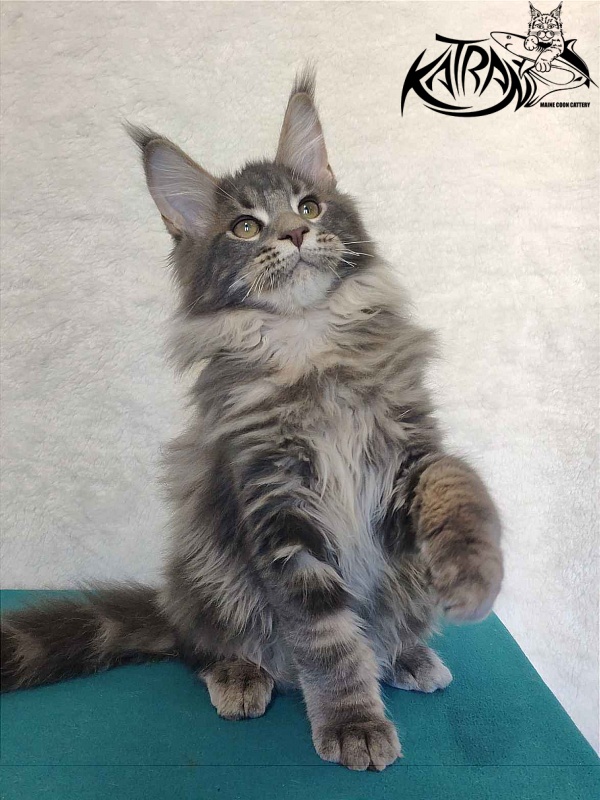 Katran Taison - Kitten maine-coon 4 months