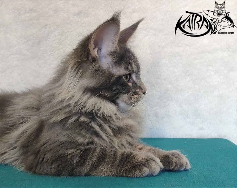 Katran Taison - Kitten maine-coon 4 months
