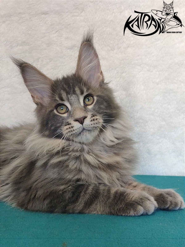 Katran Taison - Kitten maine-coon 4 months