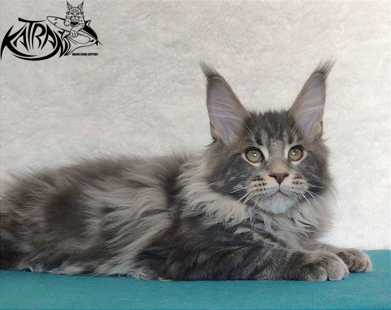 Katran Taison - Kitten maine-coon 4 months