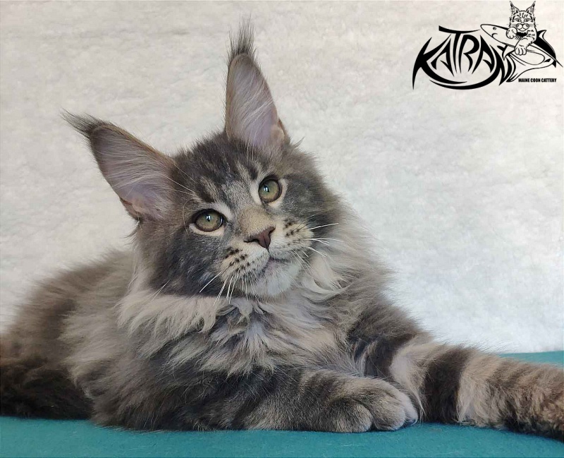 Katran Taison - Kitten maine-coon 4 months