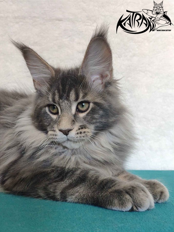 Katran Taison - Kitten maine-coon 4 months