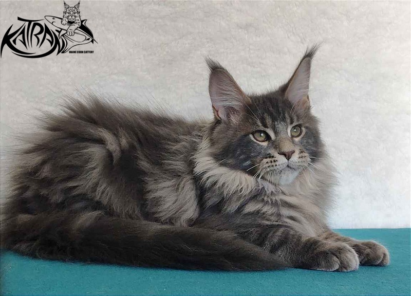 Katran Taison - Kitten maine-coon 4 months
