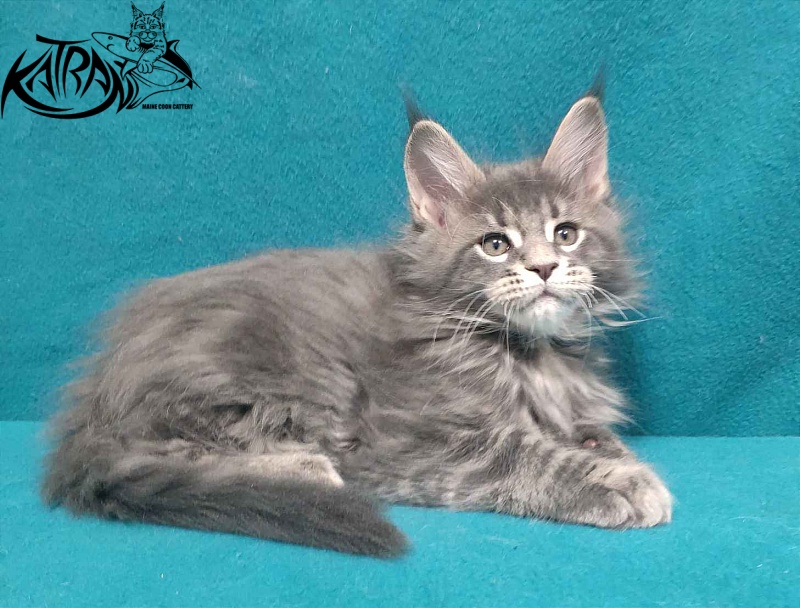 Katran Taison - Kitten maine-coon 2 months