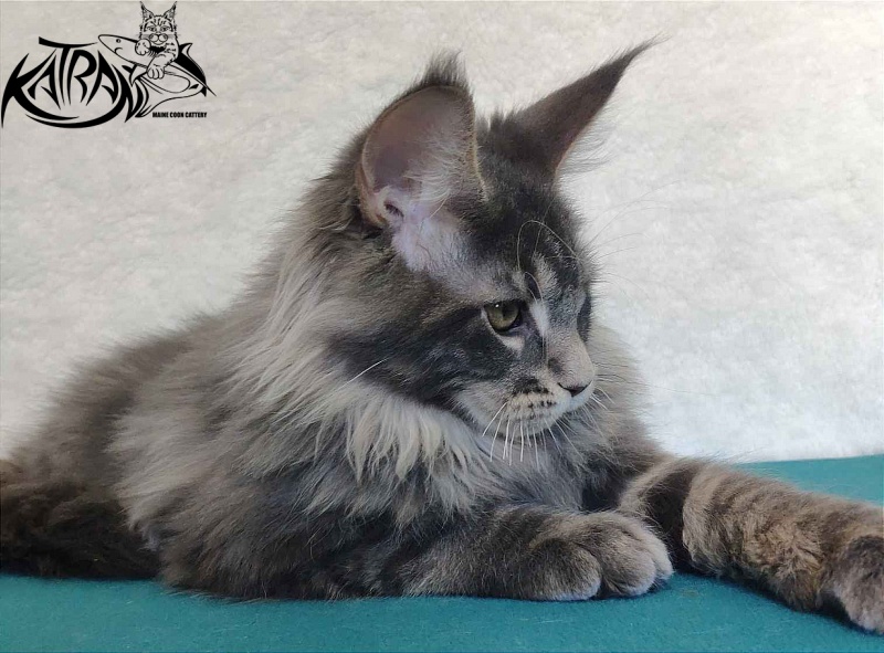 Katran Taison - Kitten maine-coon 4 months