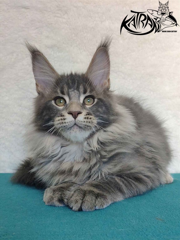 Katran Taison - Kitten maine-coon 4 months