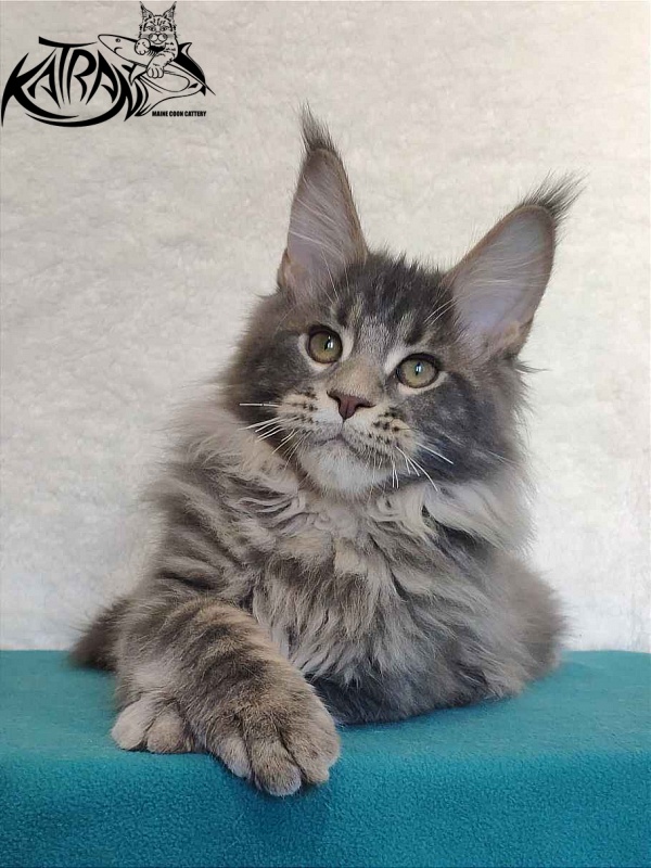 Katran Taison - Kitten maine-coon 4 months