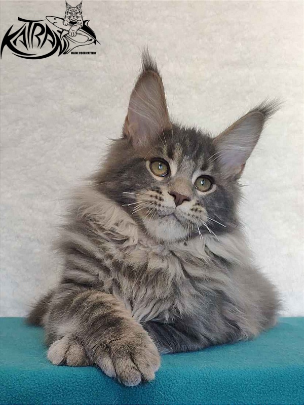 Katran Taison - Kitten maine-coon 4 months