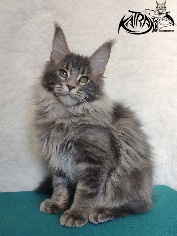 Katran Taison - Kitten maine-coon 4 months