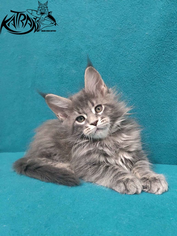 Katran Taison - Kitten maine-coon 2 months