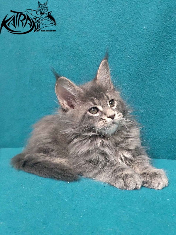 Katran Taison - Kitten maine-coon 2 months