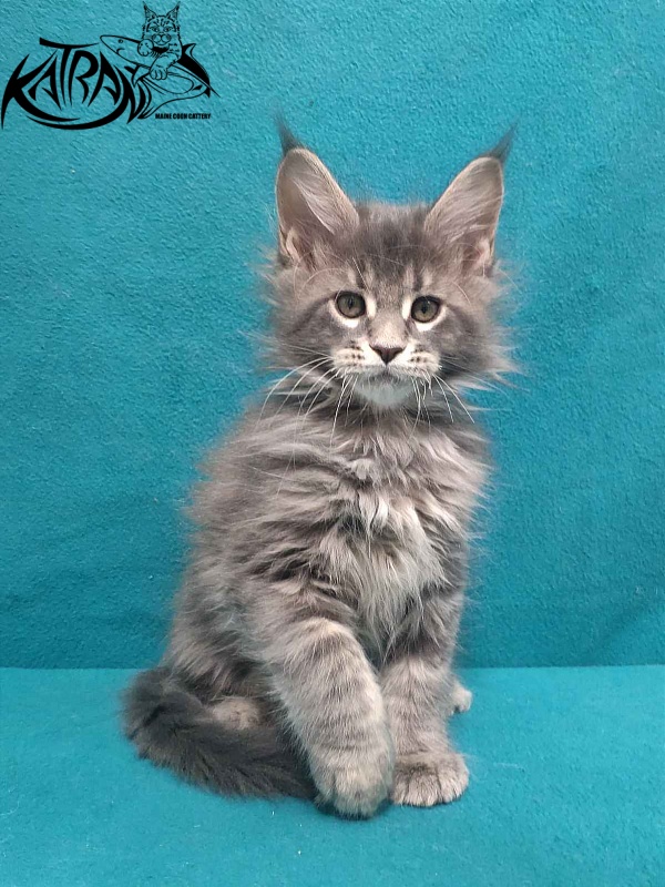 Katran Taison - Kitten maine-coon 2 months