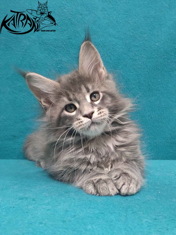 Katran Taison - Kitten maine-coon 2 months