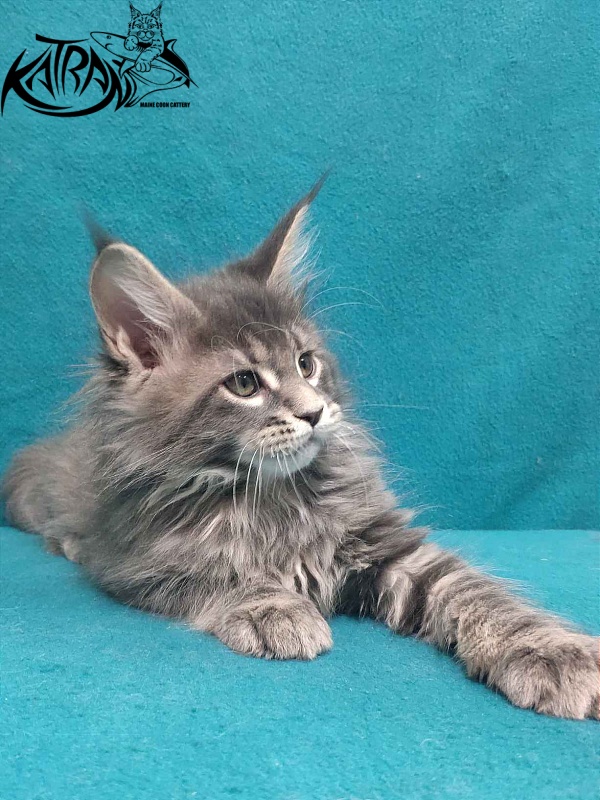 Katran Taison - Kitten maine-coon 2 months