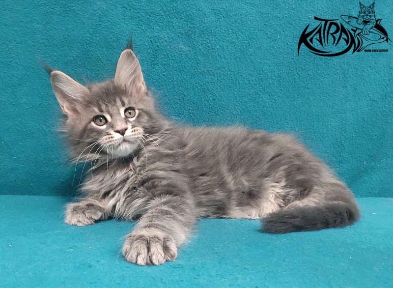 Katran Taison - Kitten maine-coon 2 months