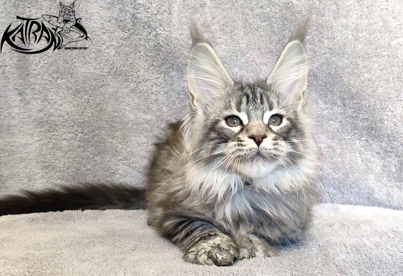 Katran Tiger - Котенок мейн-кун 3 месяца