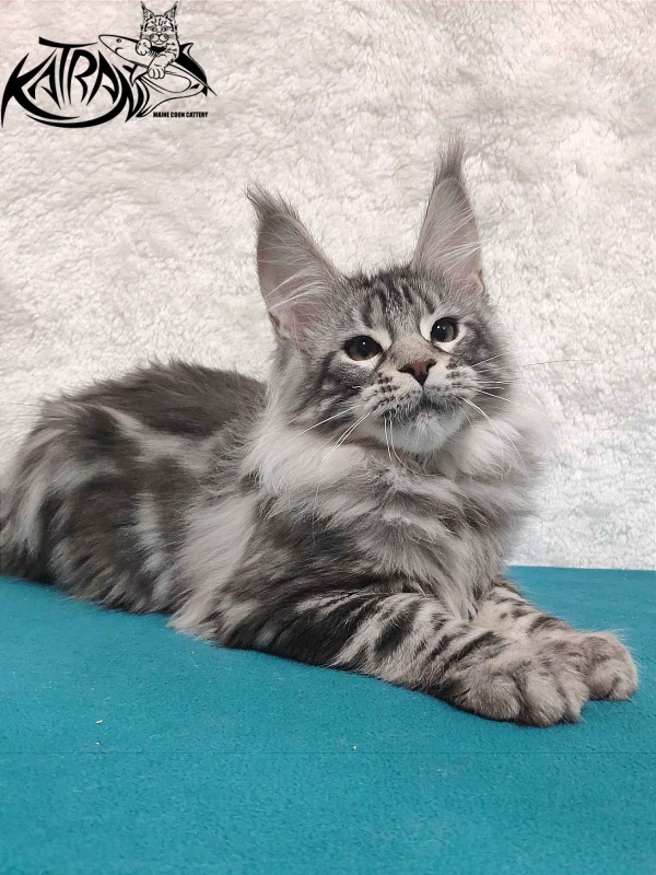 Katran Tiger - Котенок мейн-кун 4 месяца