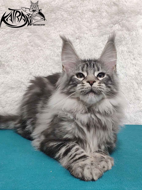 Katran Tiger - Котенок мейн-кун 4 месяца