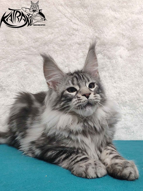 Katran Tiger - Котенок мейн-кун 4 месяца