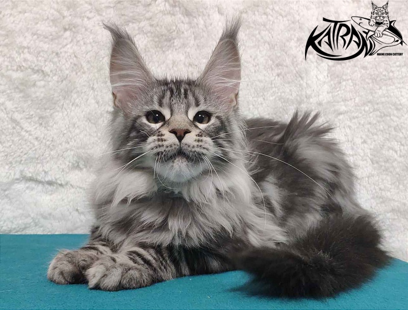 Katran Tiger - Котенок мейн-кун 4 месяца