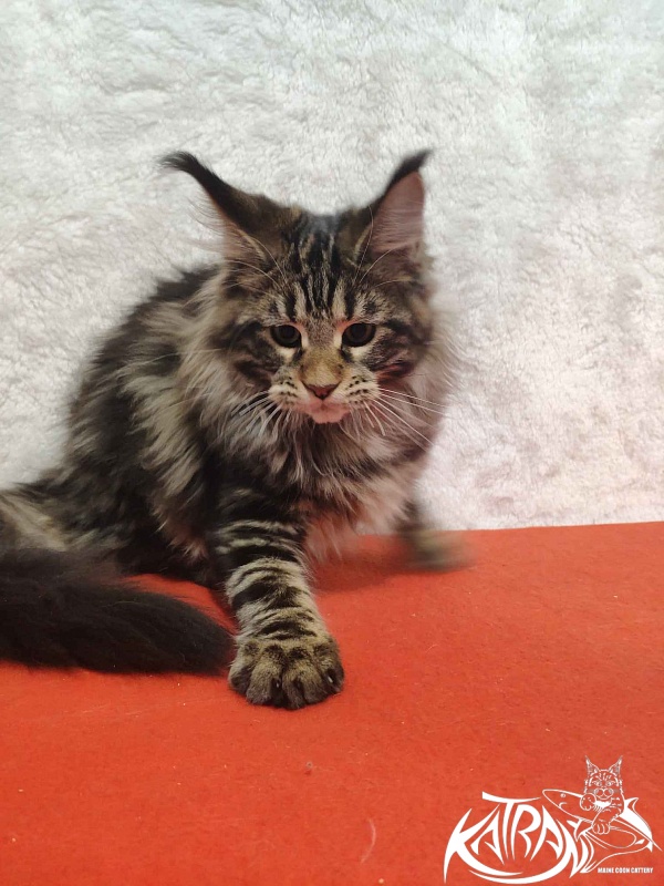Katran Tais - Kitten maine-coon 4 months
