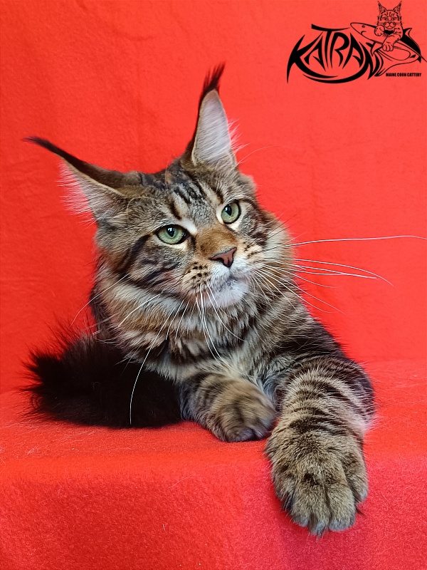 Katran Tais - Junior maine-coon 8 months